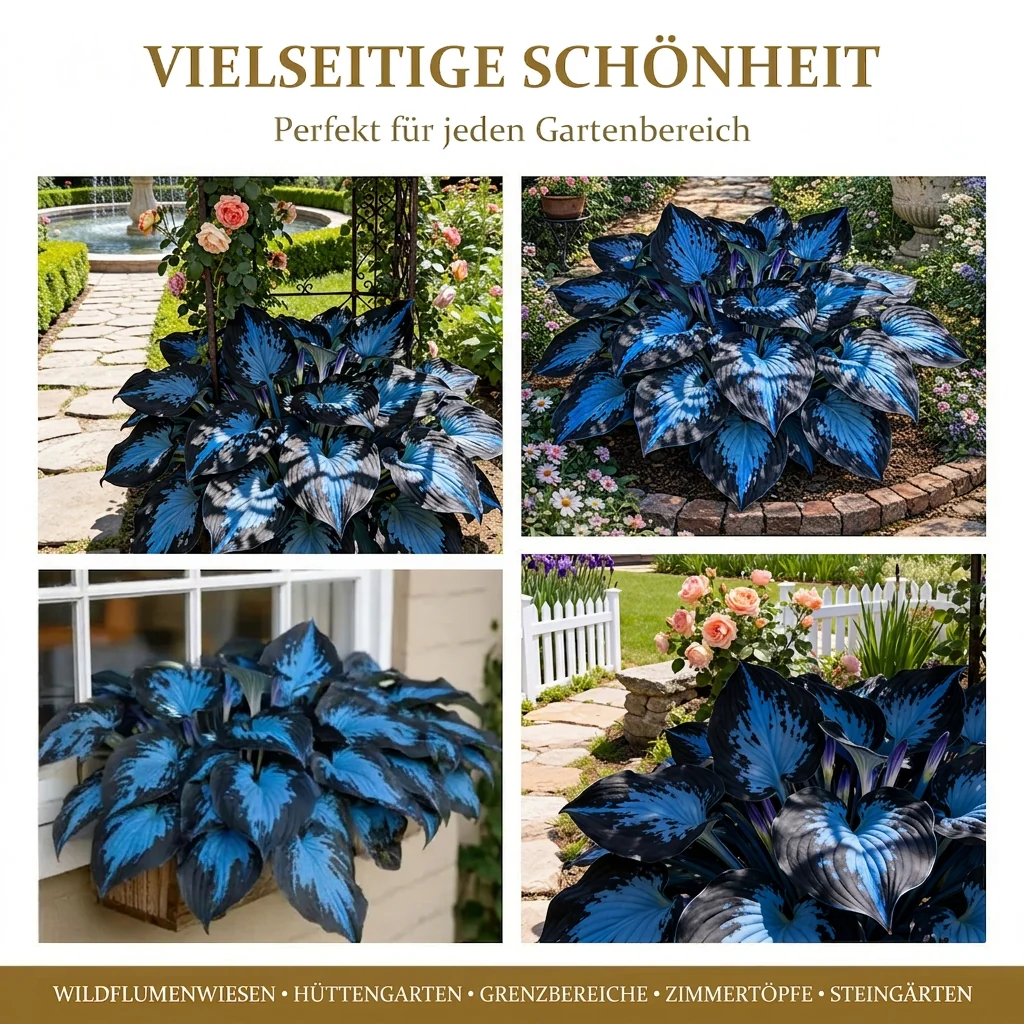 Vorschaubild 5